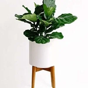 Finch Supply Co. White Planter Pot with Wooden Stand